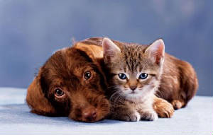 kitten-and-puppy.jpg