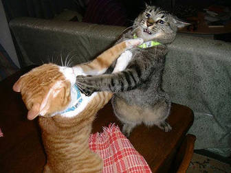cats_fighting.jpg