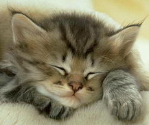 kitten_sleep.jpg